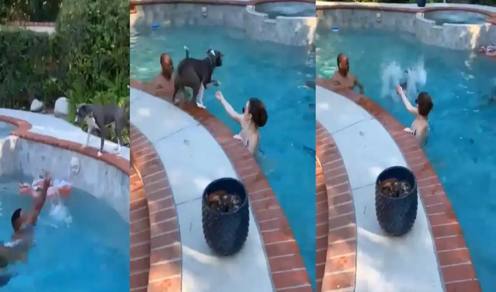 Un perro rescata a su dueño después de que este fingiera ahogarse. Foto: captura de TikTok.