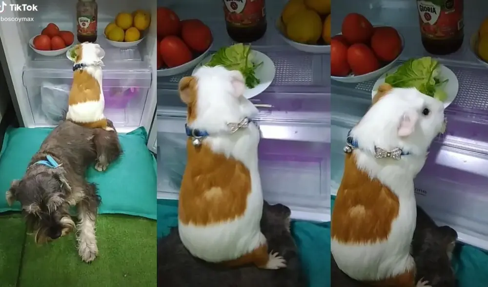 La joven dueña de ambas mascotas suele compartir el día a día de su cuy y perrito en la cuenta @boscoymax. Foto: captura de TikTok