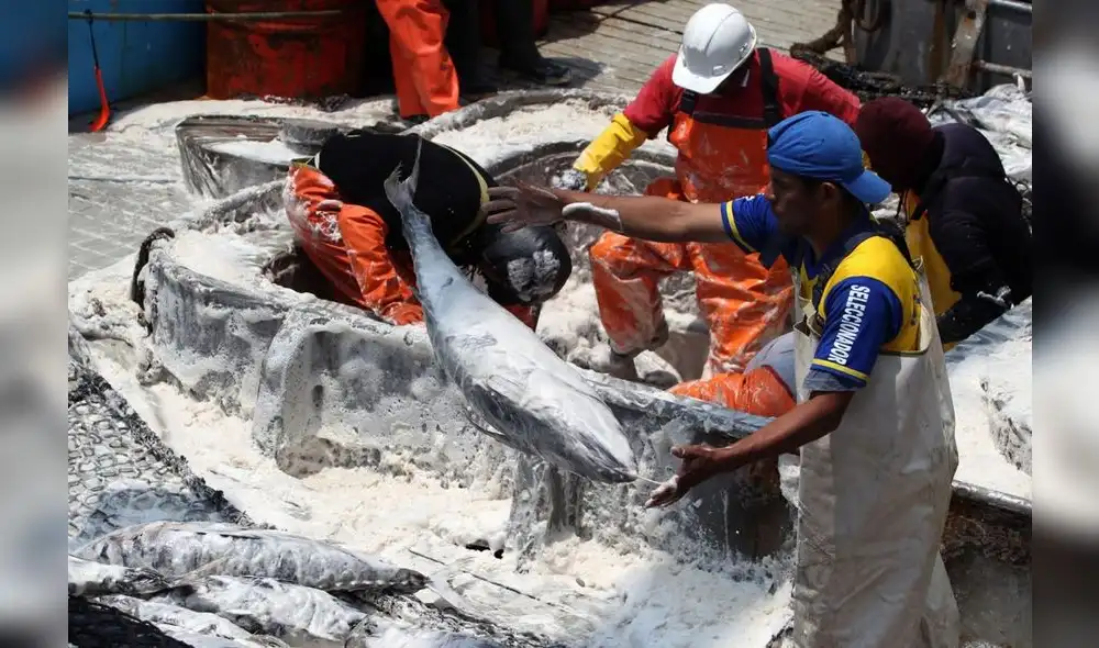 La modificación resolvería los altos niveles de desocupación de los pescadores atuneros. Foto: Andina La modificación resolvería los altos niveles de desocupación de los pescadores atuneros. Foto: Andina