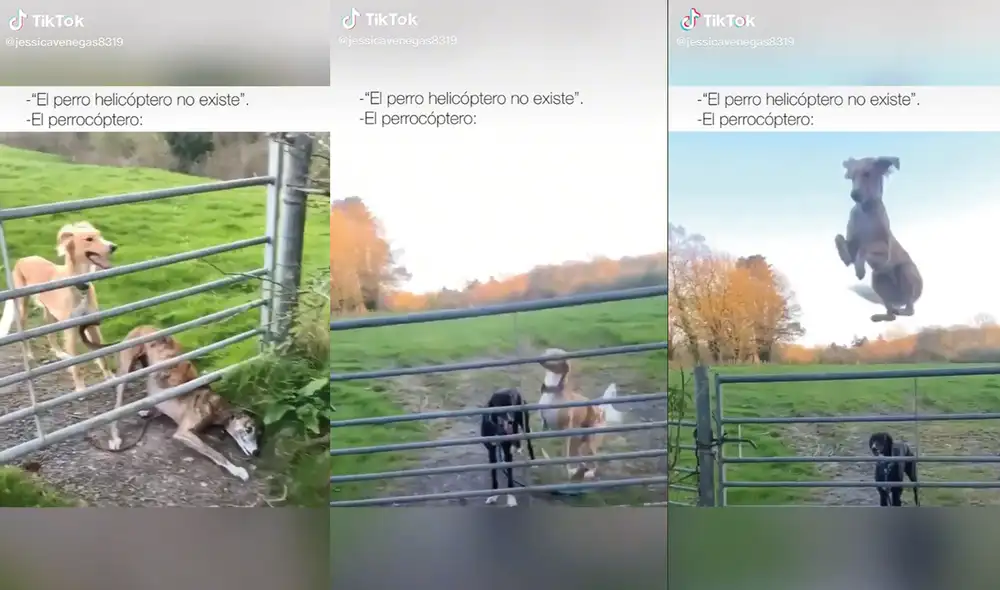 Cerca del protagonista había otros dos perritos. Foto: captura de TikTok