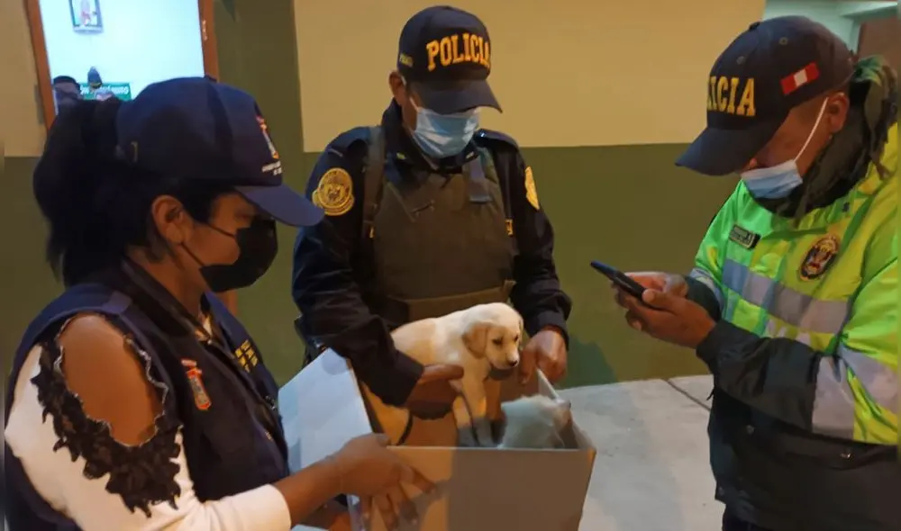 Animales serán evaluados por personal especializados de la MPCh. Foto: Ministerio Público de Lambayeque.
