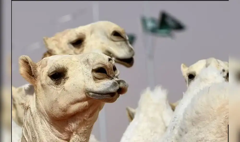 Camellos en un concurso anual en Arabia Saudita de 2018. Foto: AFP Camellos en un concurso anual en Arabia Saudita de 2018. Foto: AFP