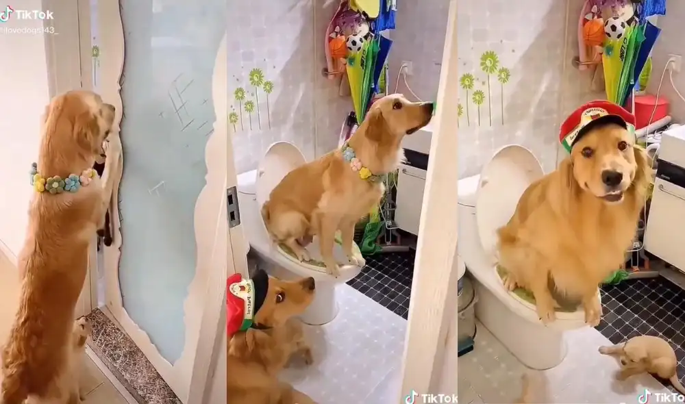 La usuaria @ilovedogs143_ suele compartir videos de sus mascotas donde resalta lo bien cuidadas y entrenadas que las tiene en su casa. Foto: captura de TikTok