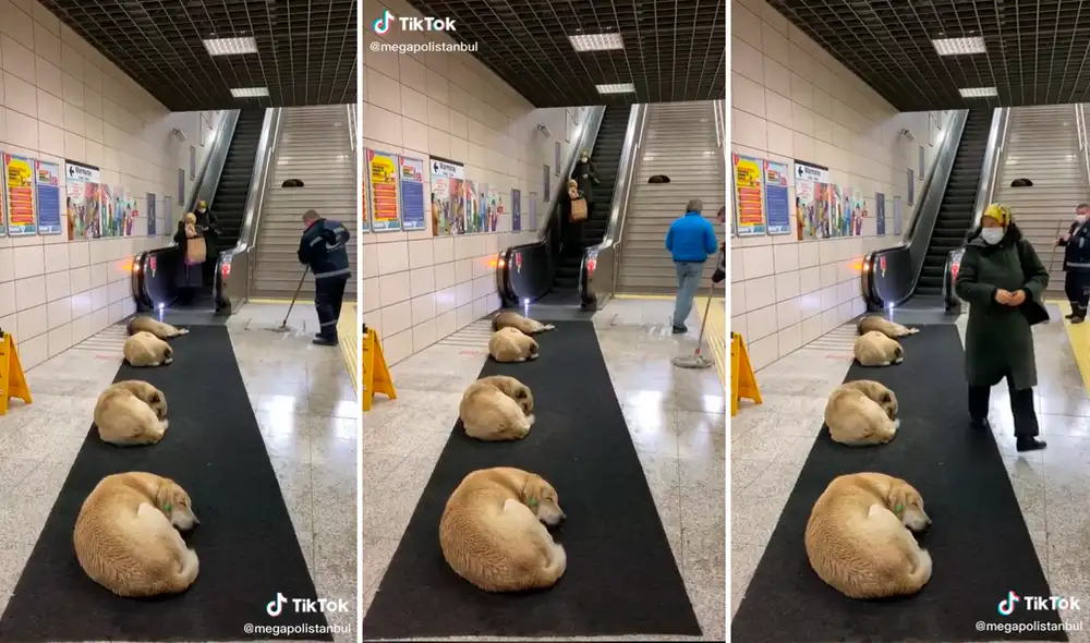 Las mascotas estaban acomodadas en fila, una detrás de la otra, sin el temor de ser lastimadas por alguna persona. Foto: captura de TikTok