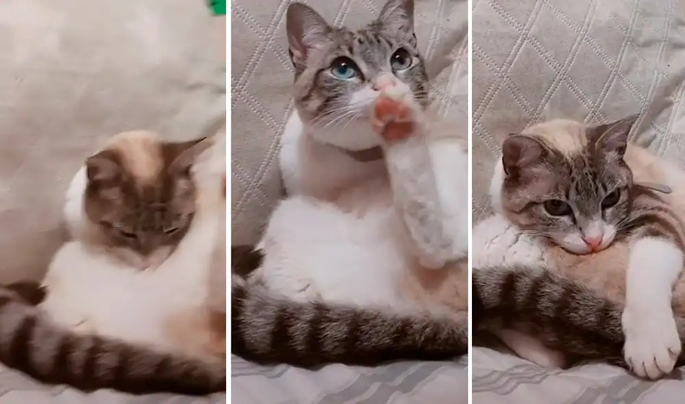 Video ha sumado más de cinco millones de visualizaciones en la red social. Foto: captura de TikTok Video ha sumado más de cinco millones de visualizaciones en la red social. Foto: captura de TikTok