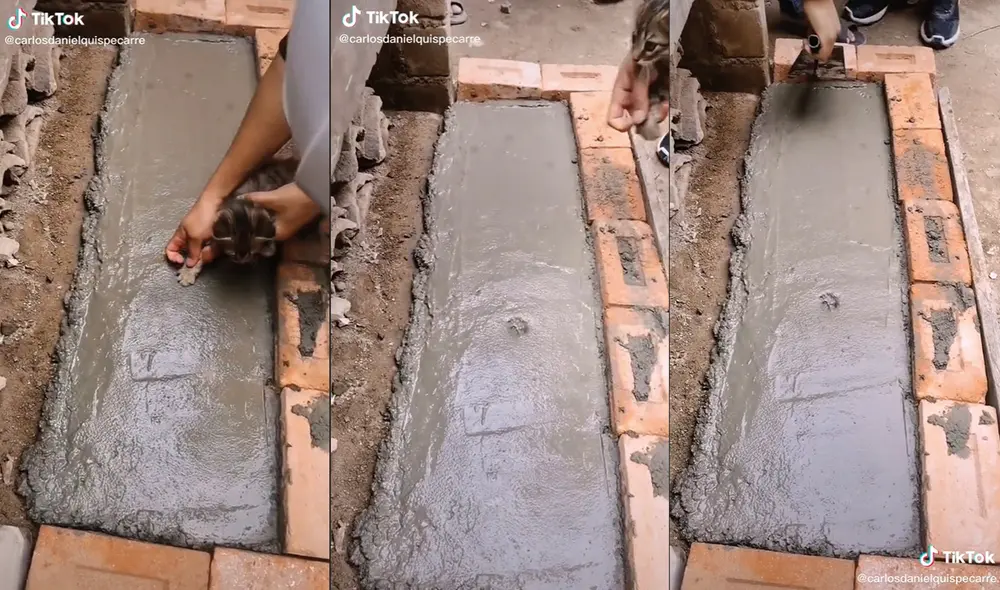 El gatito se quedó inmóvil en todo momento. Foto: captura de TikTok El gatito se quedó inmóvil en todo momento. Foto: captura de TikTok