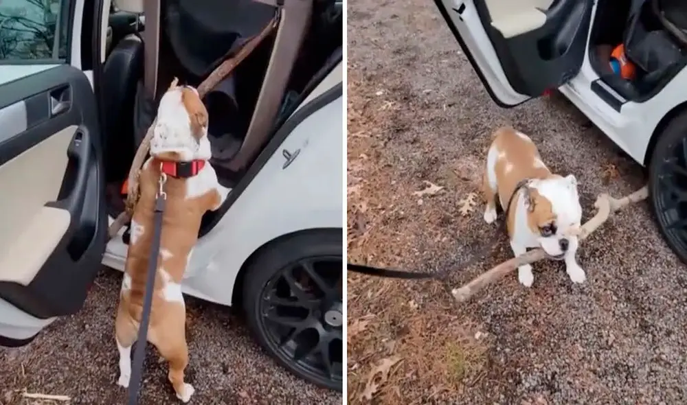 El perrito quería a toda costa llevarse la enorme vara a su casa. Foto: captura de TikTok