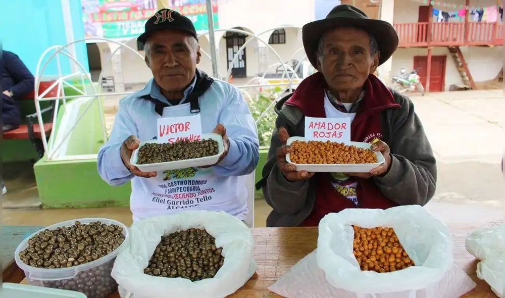 Alistan concurso gastronómico a base de numia. Foto: Municipalidad de Huacchis.