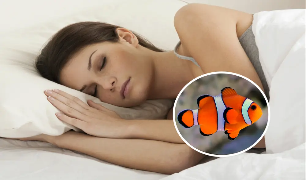 Soñar con peces de colores tiene un mensaje positivo y de felicidad.