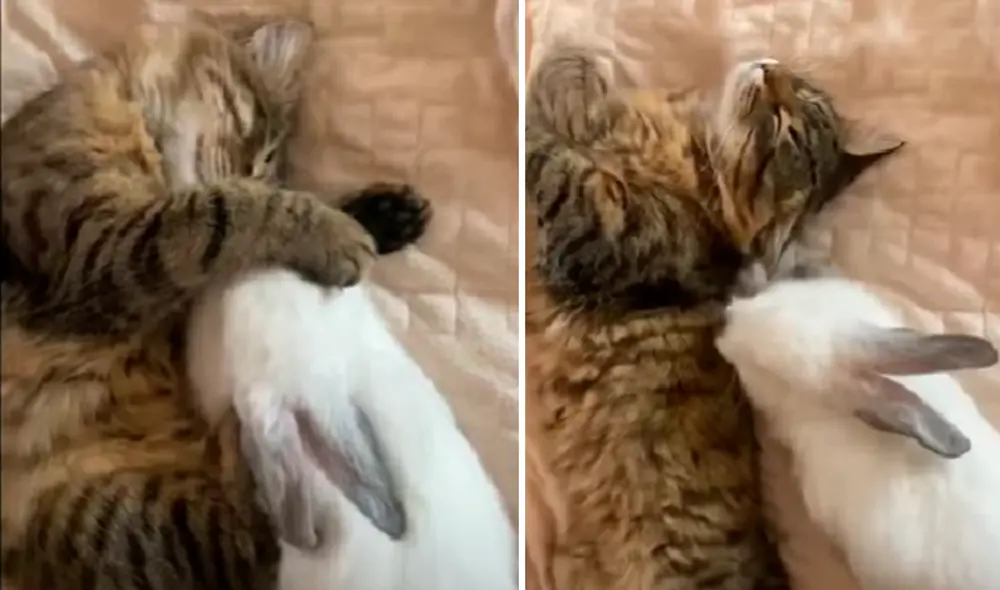 El video ha sido compartido en la página Rumble Viral. Foto: captura de Facebook