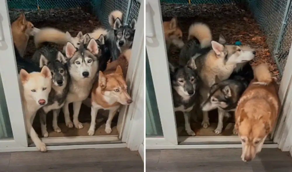 Ante el alboroto que armaron sus perros dentro de su patio, una joven les dio una indicación para que ingresen a su hogar de manera ordenada. Foto: captura de Facebook