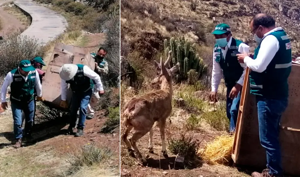 La evaluación médica determinó mordeduras en la parte trasera del animal, fractura de la cornamenta y otras lesiones. Foto: Serfor