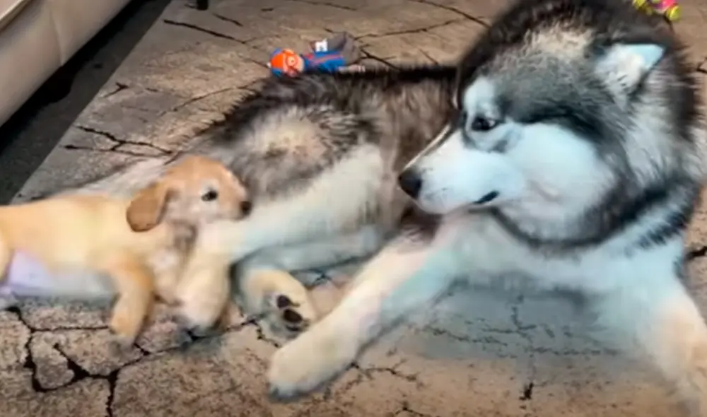 El video ha sido compartido en el canal Life with Malamutes. Foto: captura de YouTube