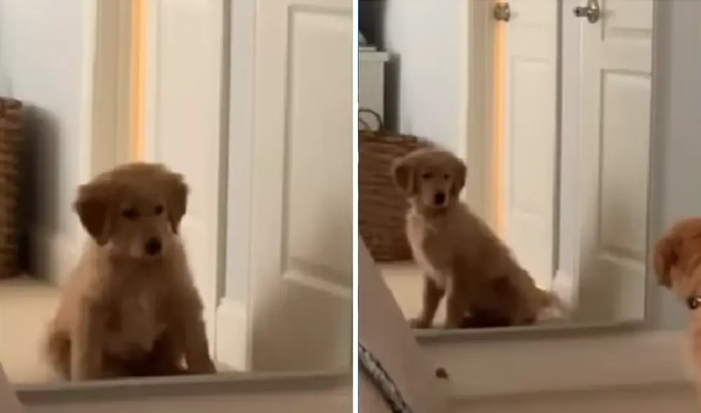 El video ha sido compartido en la página Rumble Viral. Foto: captura de Facebook