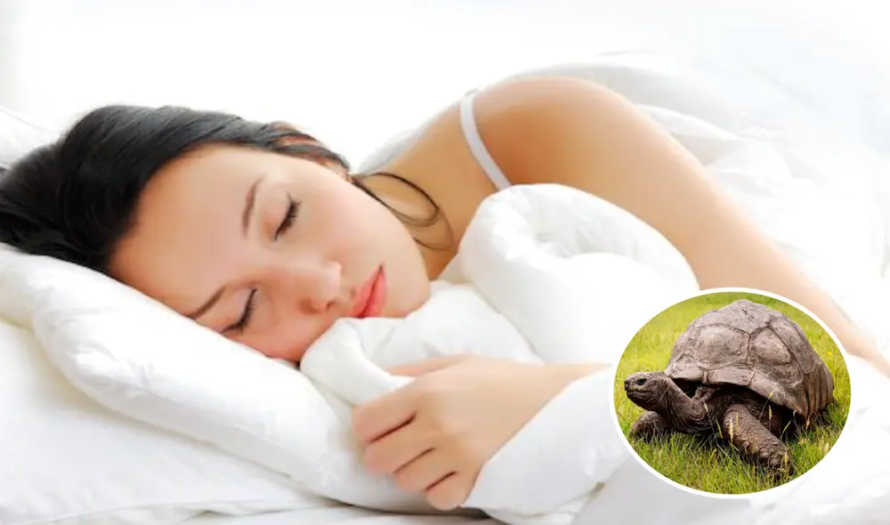 La presencia de las tortugas en los sueños trae buenos augurios y en ciertas condiciones proyecta ciertas ideas sobre la personalidad de la persona. Foto: composición/La República