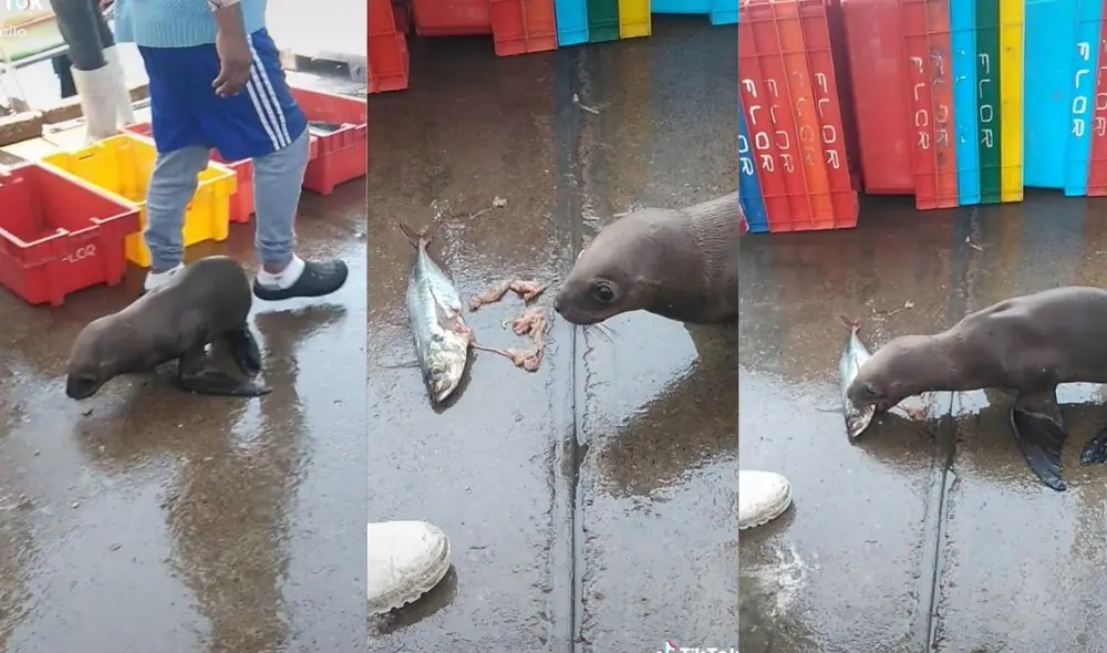 El hombre que suele publicar sus vivencias cada que se adentra en el mar para pescar, no duda en compartir los avistamientos que tiene con diferentes especies marinas. Foto: captura de TikTok El hombre que suele publicar sus vivencias cada que se adentra en el mar para pescar, no duda en compartir los avistamientos que tiene con diferentes especies marinas. Foto: captura de TikTok
