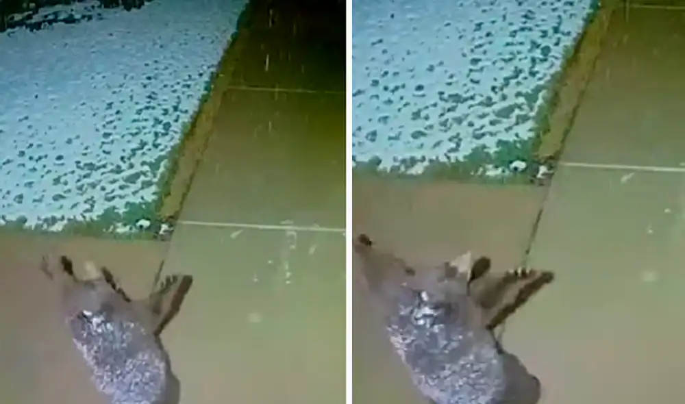 El video ha sido compartido en el canal Ring. Foto: captura de YouTube El video ha sido compartido en el canal Ring. Foto: captura de YouTube