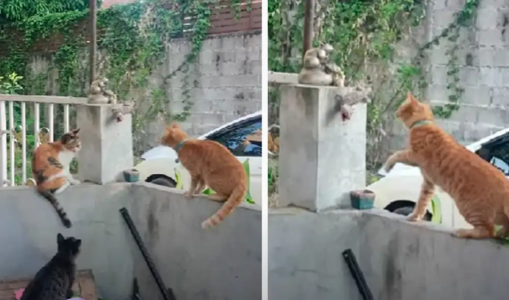 El video ha sido compartido en la página ViralHog. Foto: captura de Facebook
