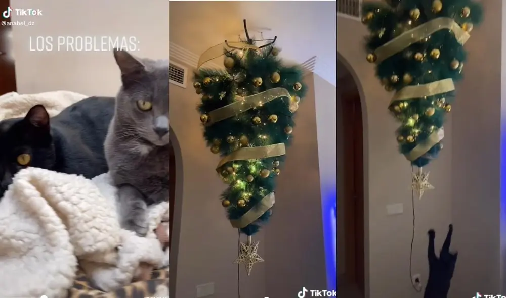 La usuaria @anabel_dz, quien se hace llamar la 'Karen' de sus mascotas, suele compartir los buenos momentos que pasa en compañía de sus dos gatos. Foto: captura de TikTok