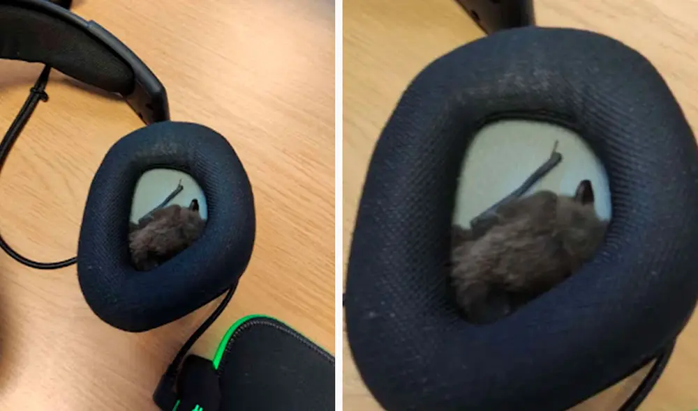 Un joven prendió su computadora y se colocó sus audífonos para comenzar con sus labores; sin embargo, un detalle en su oído le llamó la atención. Foto: Soulhacler/ Facebook Un joven prendió su computadora y se colocó sus audífonos para comenzar con sus labores; sin embargo, un detalle en su oído le llamó la atención. Foto: Soulhacler/ Facebook