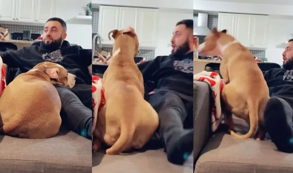 Un hombre finge estar en problemas y su perrita lo sorprende con su rápido accionar. Foto: captura de TikTok.