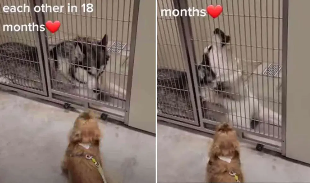 La alegría de estos canes fue realmente notoria, por lo que la cuidadora no demoró en comenzar a grabarlos. Foto: captura de YouTube