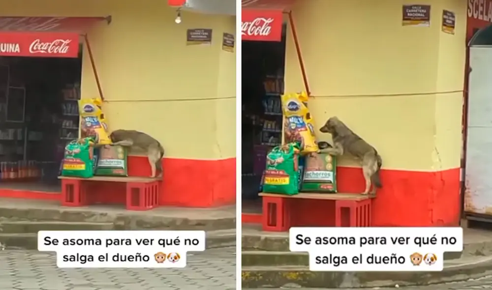 Un conductor aprovechó el tráfico para grabar la travesura de un perro sin hogar, ya que se acercó a unos sacos de comida para devorarlo a escondidas. Foto: captura de Facebook