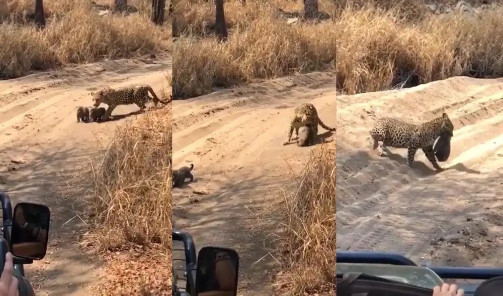 El usuario @wesleyfernandes2201 recibió el comentario de algunos internautas, quienes resaltaron la inteligencia de la madre por querer resguardar a sus crías de un posible 'peligro'. Foto: captura de TikTok