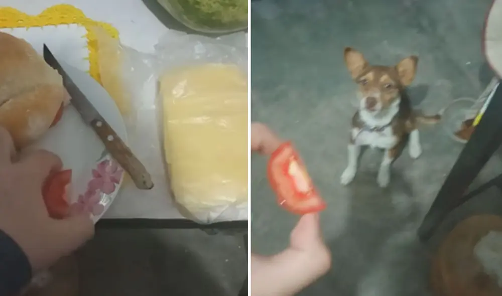 Las imágenes causaron miles de reacciones y comentarios. Rápidamente el video se ha vuelto tendencia. Foto: captura de TikTok