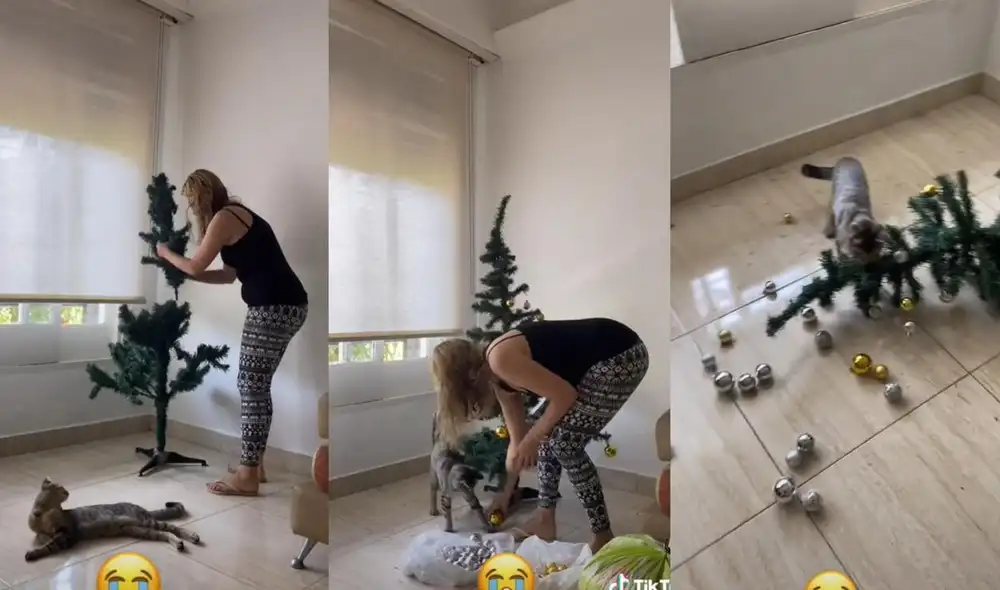 La usuaria @81veri suele compartir las vivencias que tiene con su gato a través de sus redes y el pequeño animal se sigue robando la atención de miles. Foto: captura de TikTok