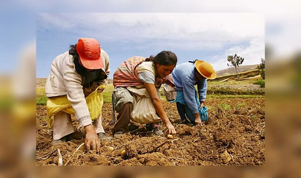 Crecimiento del subsector agrícola fue impulsada por la mayor producción de rocoto. Foto: Midagri.