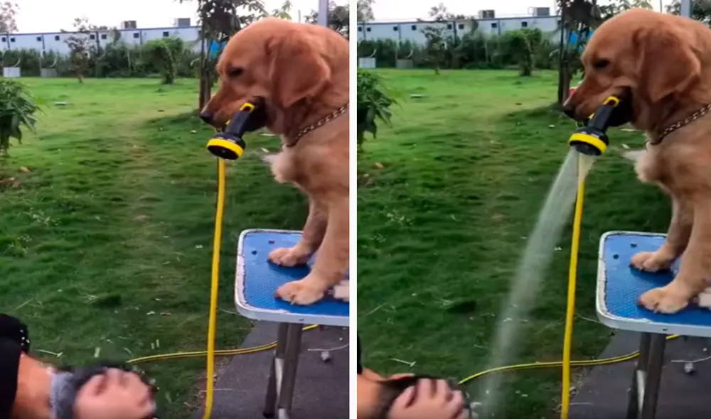 Un joven no tuvo mejor idea que pedir el apoyo de su querida mascota para terminar con su rutina de aseo. Foto: captura de Facebook
