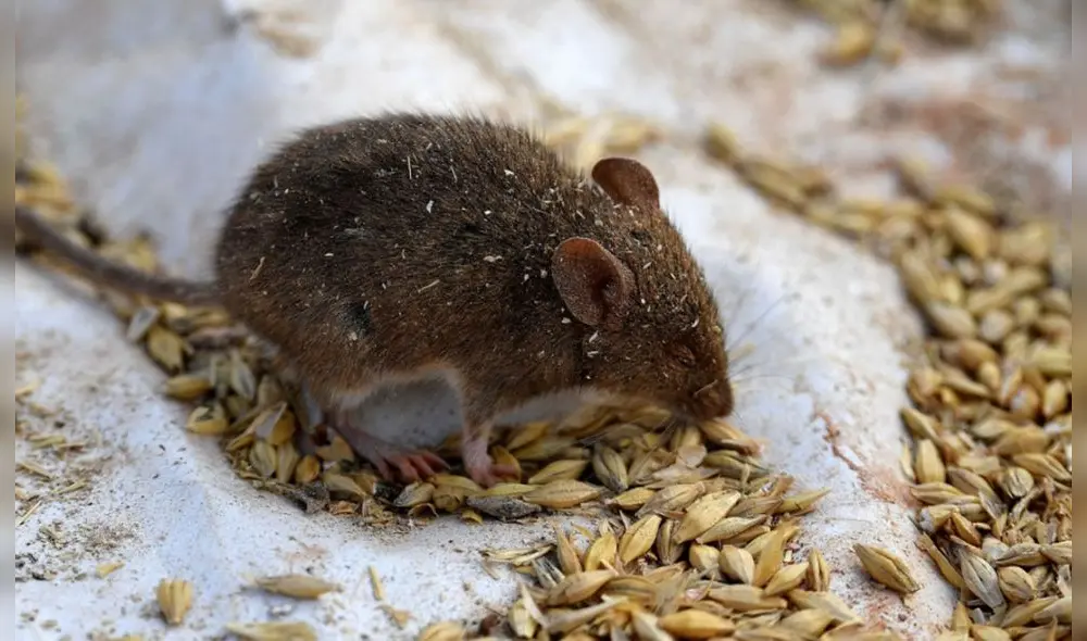 El ratón de laboratorio estaba infectado con COVID-19. Foto: referencial /AFP El ratón de laboratorio estaba infectado con COVID-19. Foto: referencial /AFP