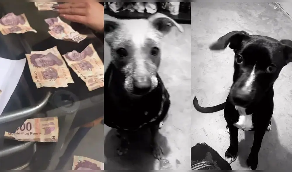 Video fue publicado por la usuaria de TikTok @_feery_. Foto: captura de TikTok Video fue publicado por la usuaria de TikTok @_feery_. Foto: captura de TikTok