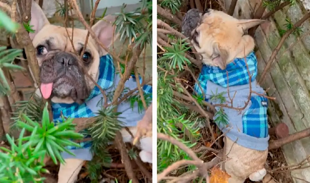 Una pareja se desesperó con la ausencia de su mascota y salieron a buscarlo en la calle; sin embargo, no imaginaron que estaba en el lugar menos pensado. Foto: captura de Facebook