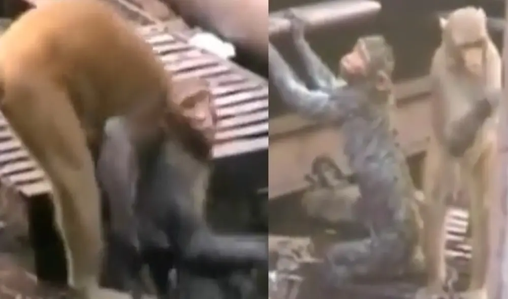 Un mono salva la vida de su compañero, que sufrió una descarga eléctrica. Foto: captura de TikTok Un mono salva la vida de su compañero, que sufrió una descarga eléctrica. Foto: captura de TikTok