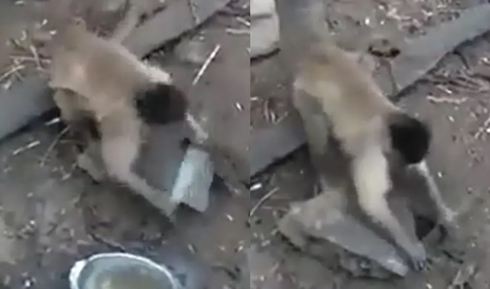 Un mono es captado afilando un cuchillo con una roca y sorprende las redes. Foto: captura de TikTok.