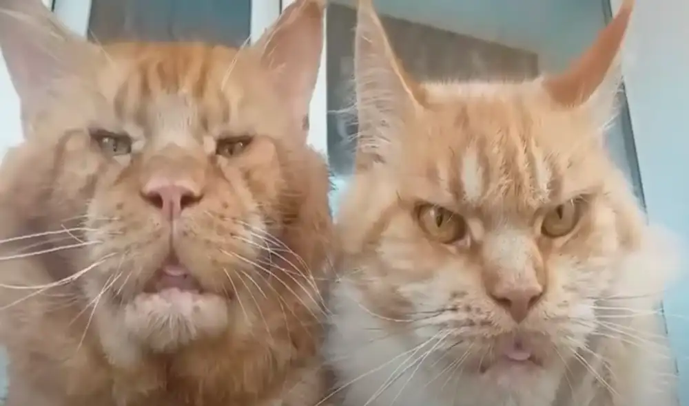 El video ha sido compartido en ViralHog. Foto: captura de Facebook