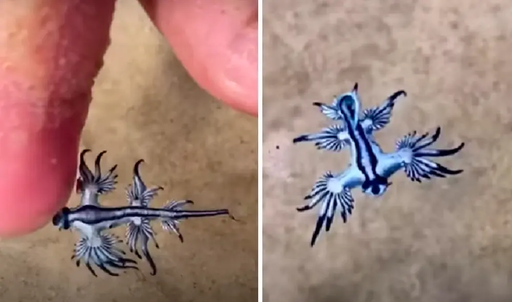 El video ha sido publicado en RT. Foto: captura de TikTok