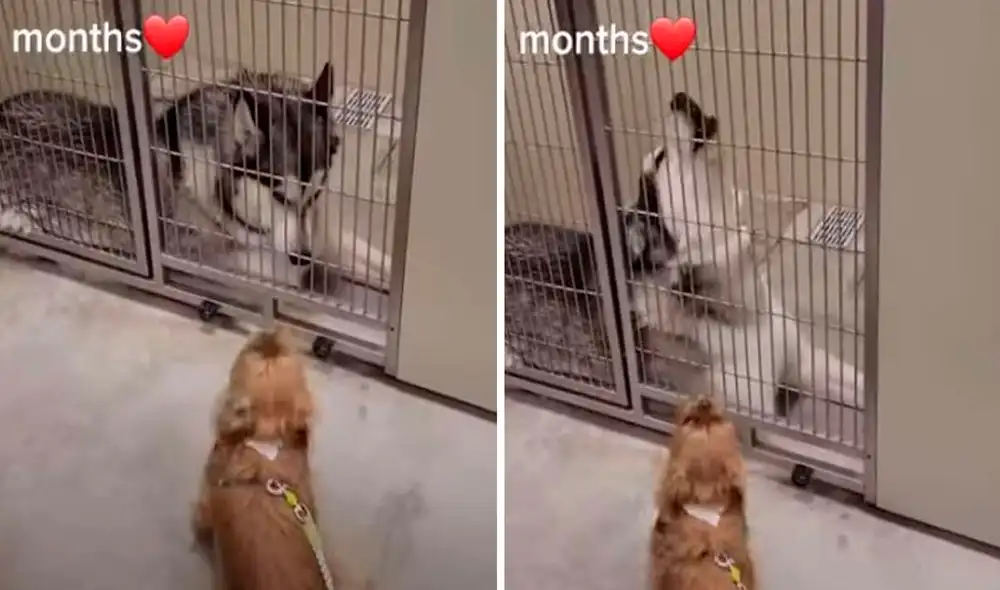 Los perritos ladraban con mucha energía, muy contentos y emocionados por volver a verse después de tanto tiempo. Foto: captura de TikTok