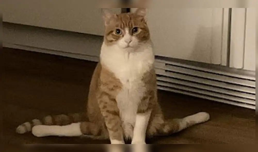 El felino espera ser adoptado por algún ciudadano. Foto: Market Research Telecast