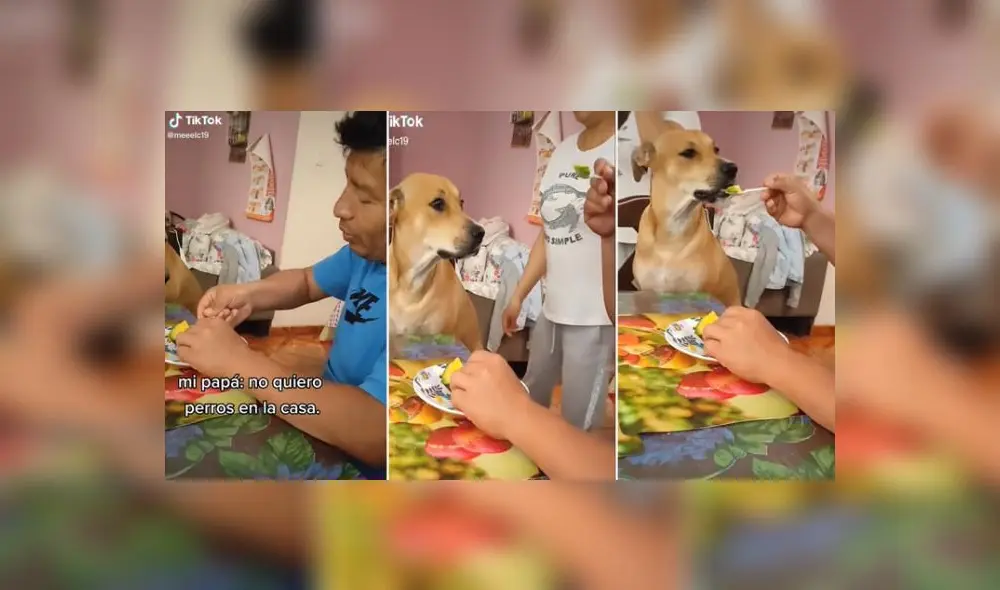 El video enterneció a miles de usuarios de redes sociales. Foto: captura de TikTok El video enterneció a miles de usuarios de redes sociales. Foto: captura de TikTok