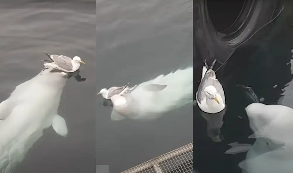 "Me sorprende lo interesada que está la ballena beluga en jugar y no en comérsela", fue el comentario de algunos de los usuarios en la red. Foto: captura de YouTube
