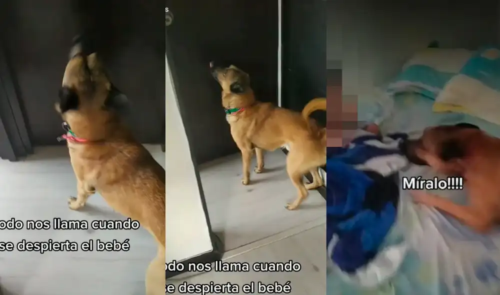 Frodo se emociona cuando su pequeño amo se levanta de su siesta, ya que, puede jugar con él. Foto: captura de TikTok Frodo se emociona cuando su pequeño amo se levanta de su siesta, ya que, puede jugar con él. Foto: captura de TikTok