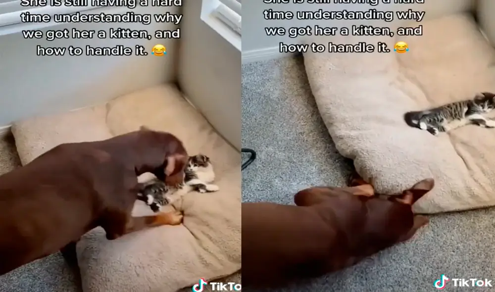 El perrito trató de muchas formas que el felino se retire de su cama, pero este no le hacía caso. Foto: captura de TikTok