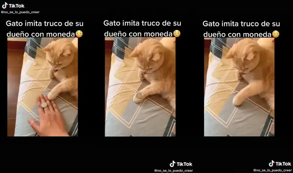 El gatito hace girar la moneda con más precisión que su dueño. Foto: captura de TikTok