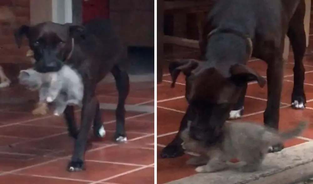 Una joven acogió a un felino que quedó huérfano; sin embargo, no imaginó que iba a recibir la ayuda de su perrita al hacerse cargo de sus cuidados. Foto: captura de TikTok