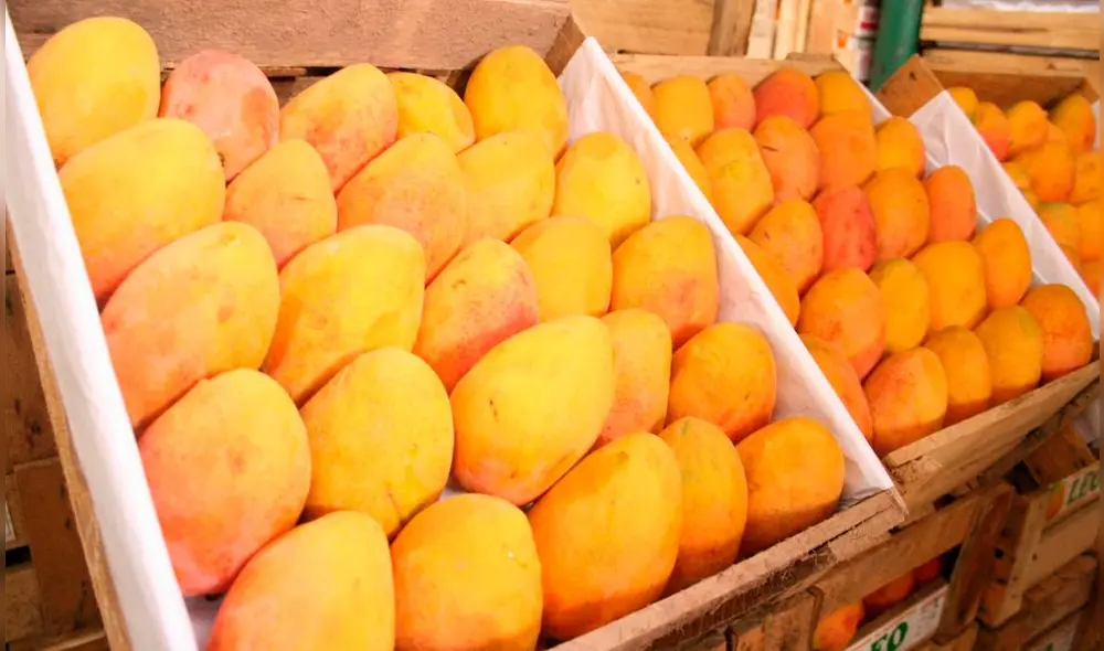 Senasa busca que al 2023, la región Lambayeque sea declarada libre de la plaga mosca de la fruta. Foto: Andina