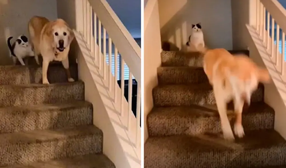 Un inquieto felino aprovechó que su ‘amigo’ estaba distraído para morderle su pata, pero nada terminó a lo esperado y le provocó un susto a su dueña. Foto: captura de YouTube