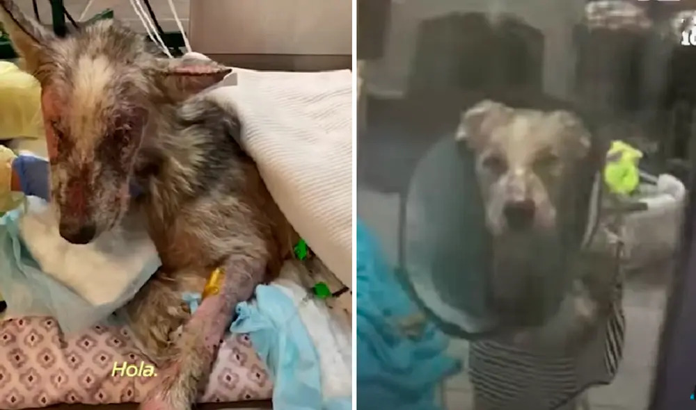 El video ha sido compartido en el canal El Dodo. Foto: captura de YouTube